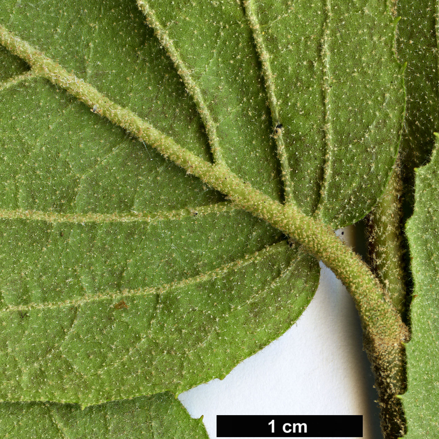 High resolution image: Family: Adoxaceae - Genus: Viburnum - Taxon: ×carlcephalum (V.carlesii × V.macrocephalum)